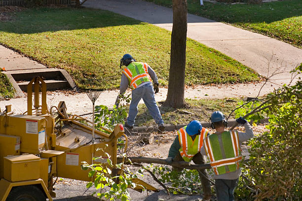 Best Root Management and Removal  in Chester, PA